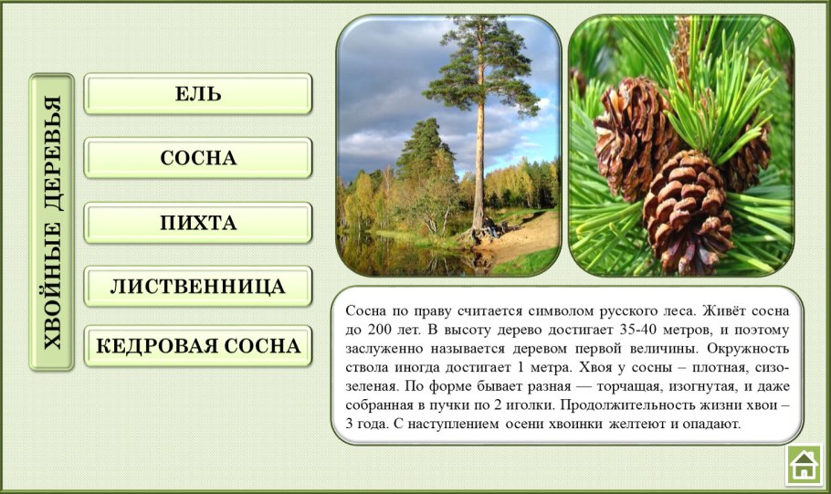 Ель обыкновенная строение