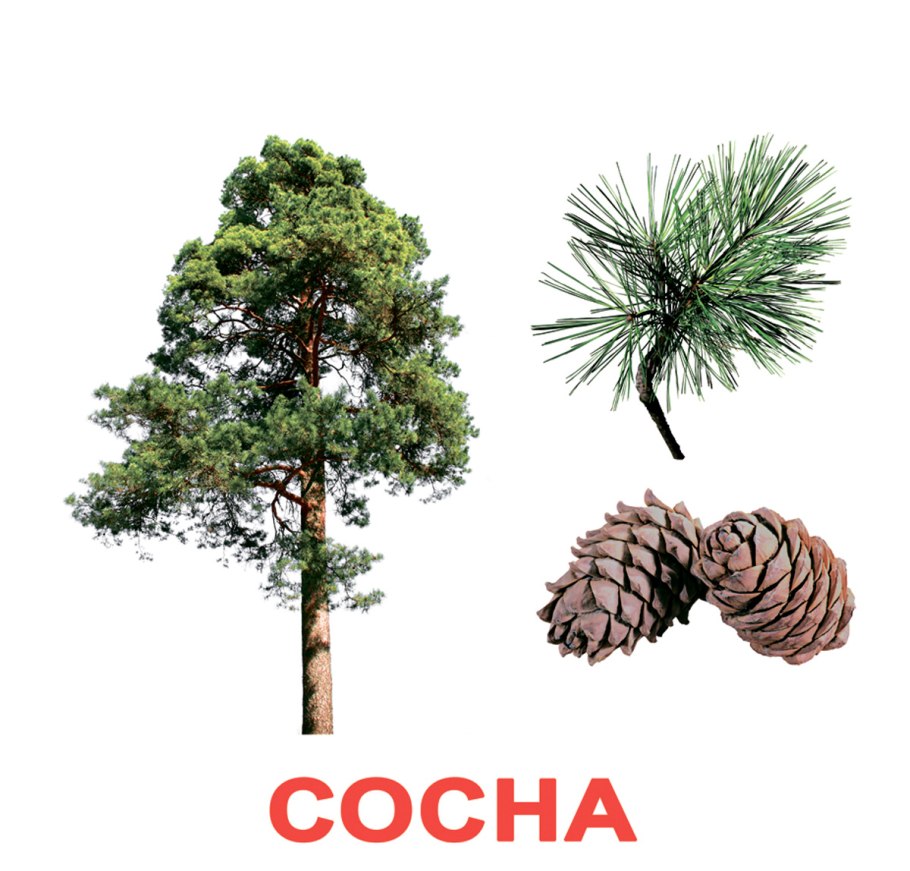 Сосна дерево