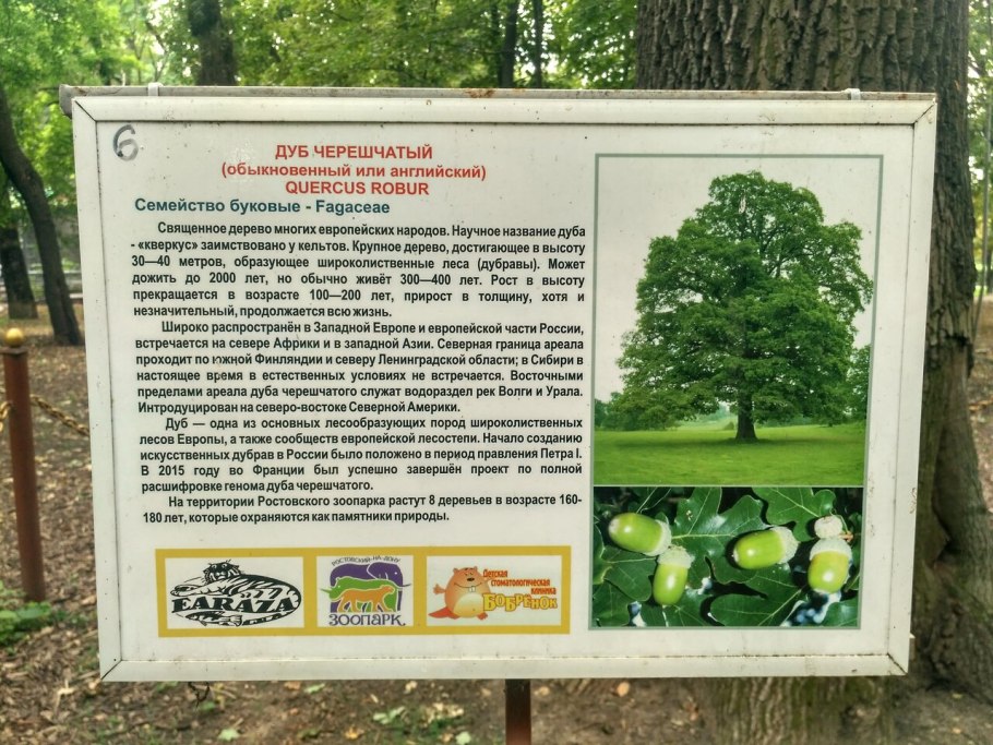 Дуб обыкновенный (Quercus Robur)