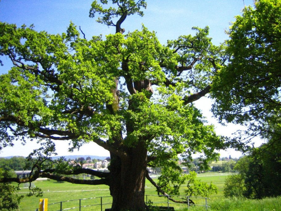 Кряковистый дуб это