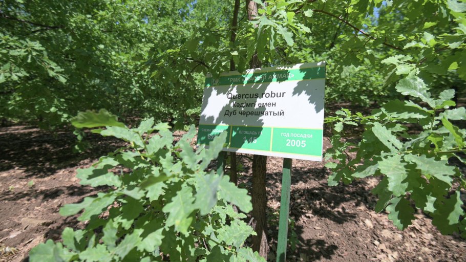 Дуб черешчатый около 300 лет Таганский парк