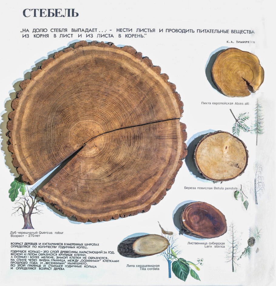 Абрамский дуб