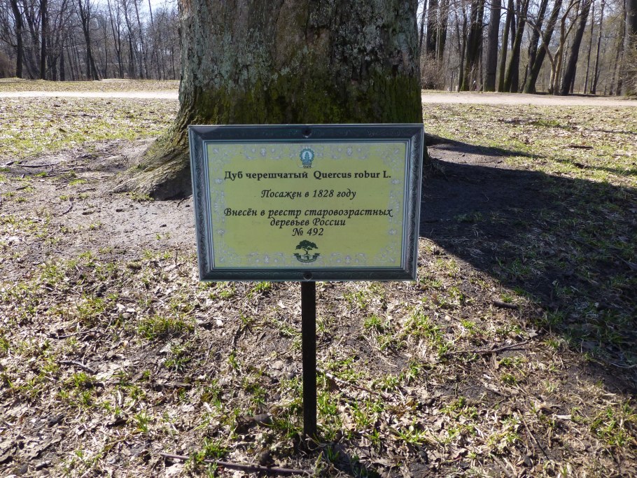 Дуб черешчатый ствол