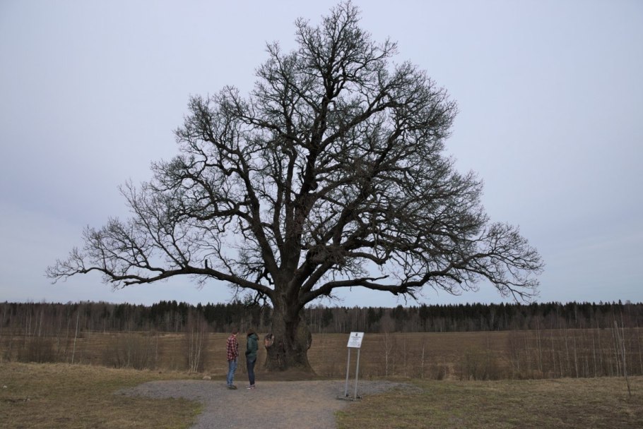 Дуб черешчатый Конкордия