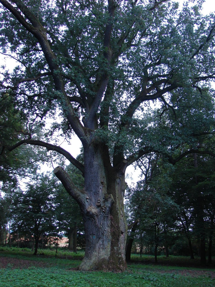 Дуб Дубарик