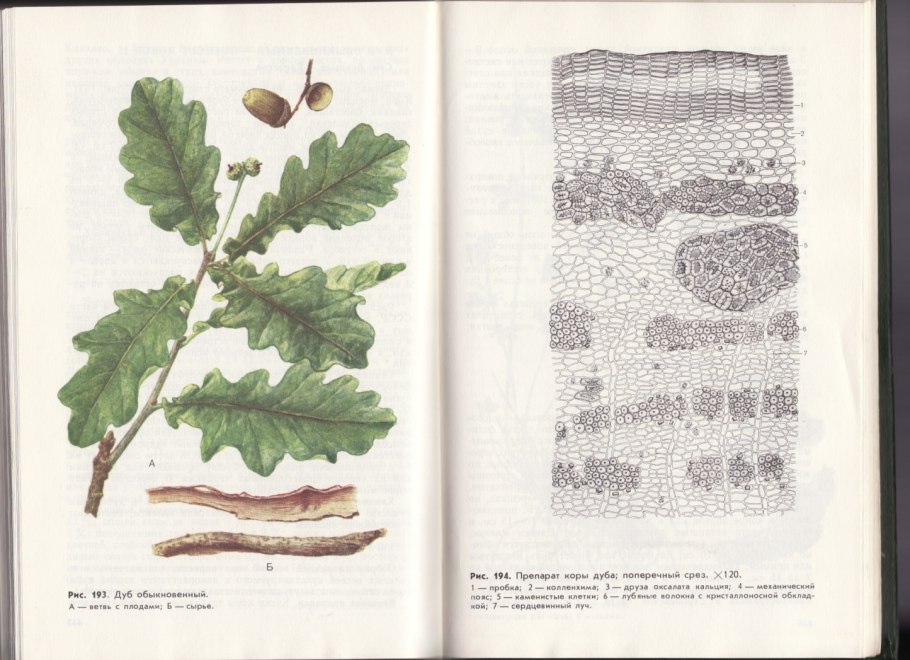 Дуб черешчатый Asplenifolia