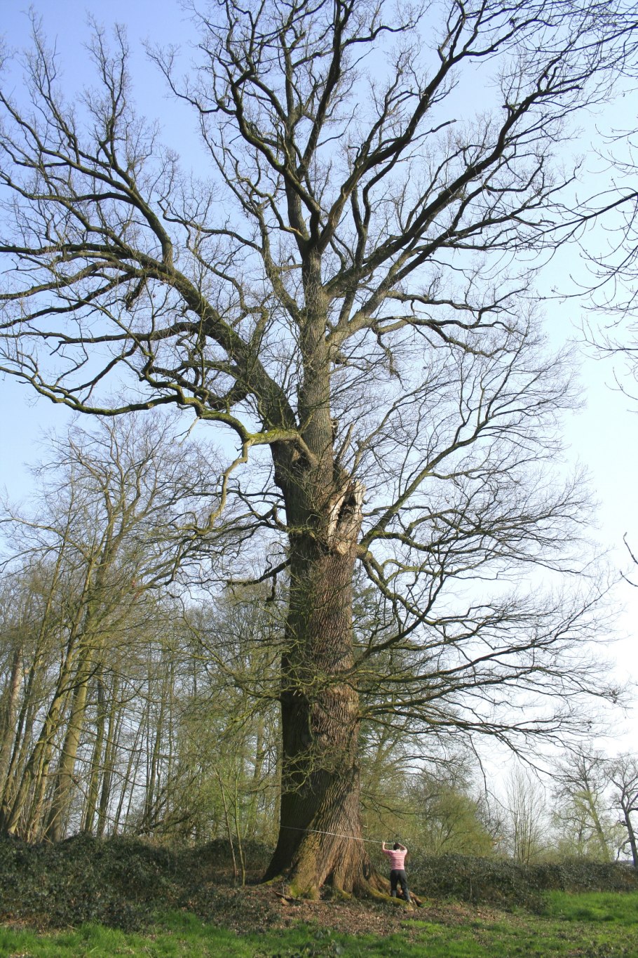 Quercus petraea