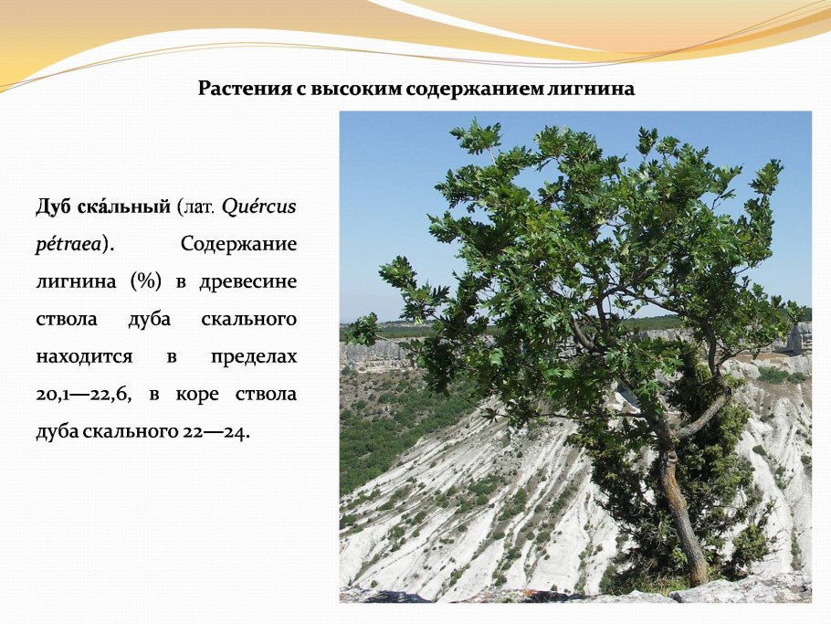 Платан в Самурском лесу