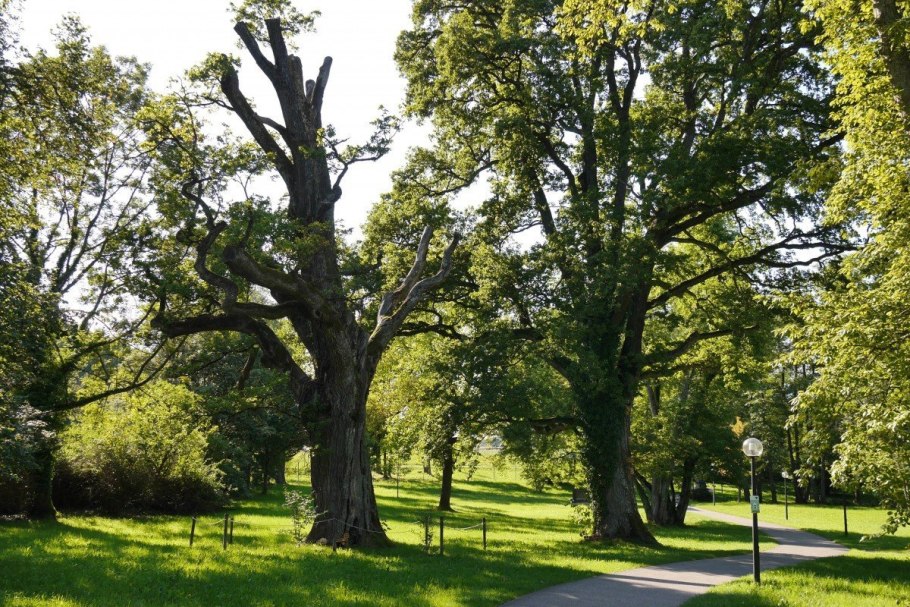 Какая форма у дуба