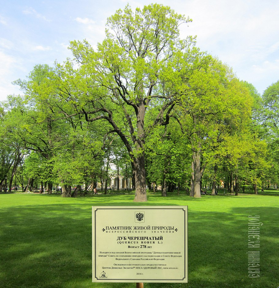 Дуб скальный (q. petraea).