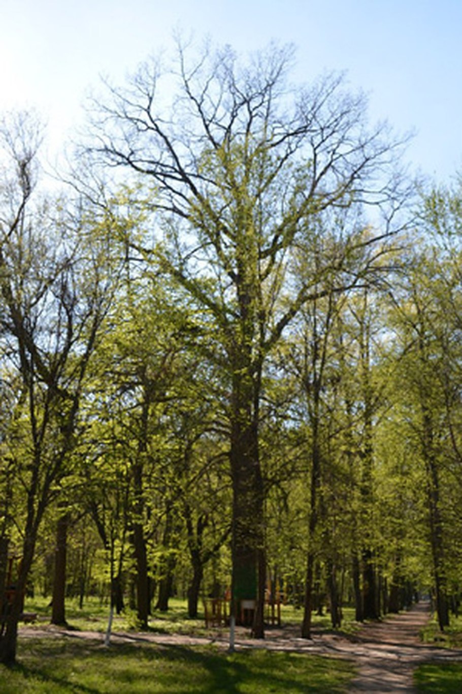 Деревья по высоте