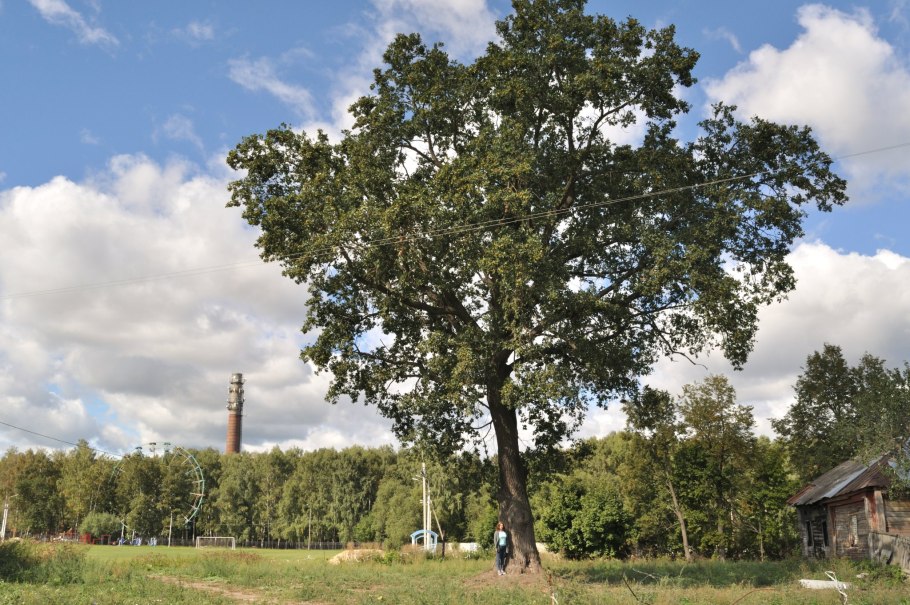Дубы черешча- тый гербарий