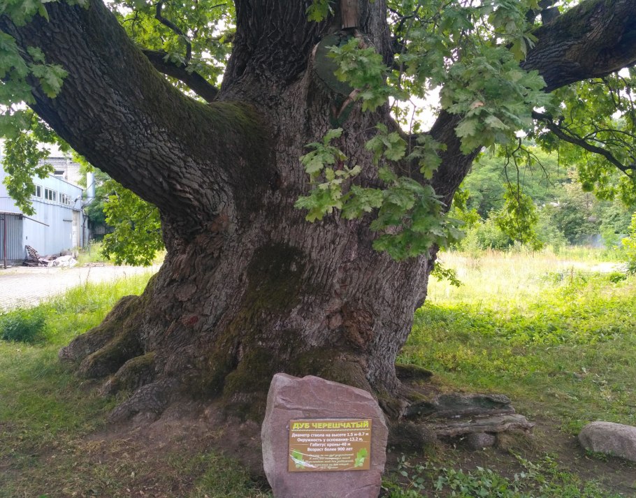 Дуб черешчатый СПБ