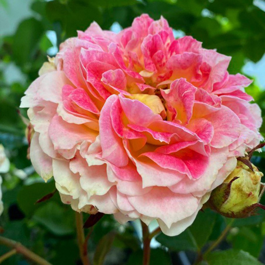 Юлия Хайрулина Двуречинск