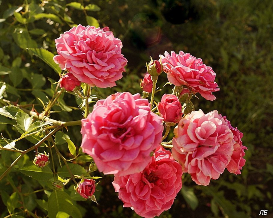 Букеты цветов для юли