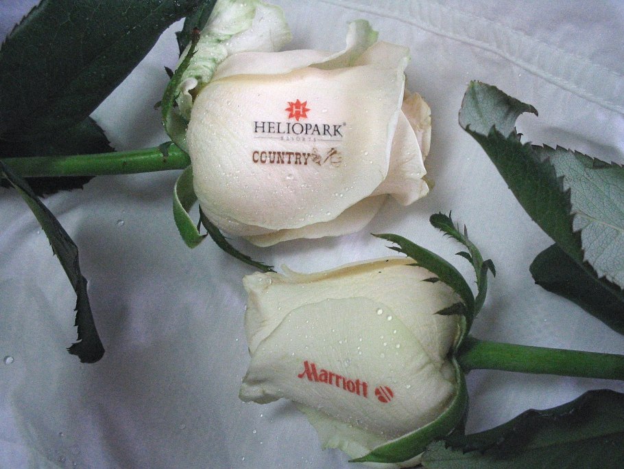 Настя Курносова фото