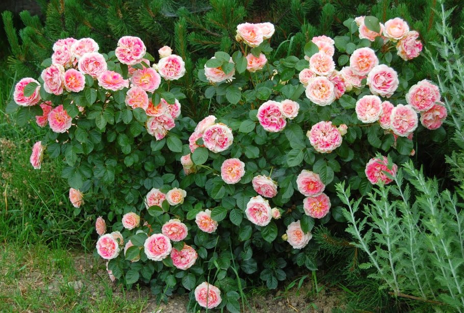 С днём рождения Юленька