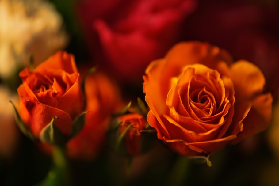 Роза чайно-гибридная Хай Канди