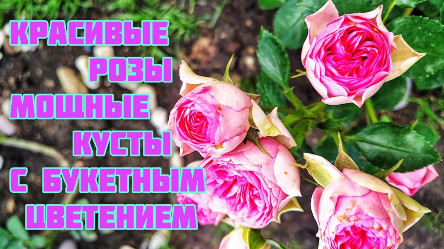 Роза Юлий Цезарь плетистая