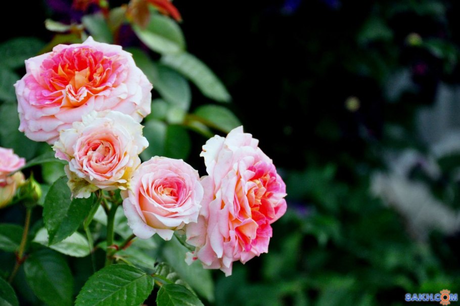 Модель Юлия Роуз рост