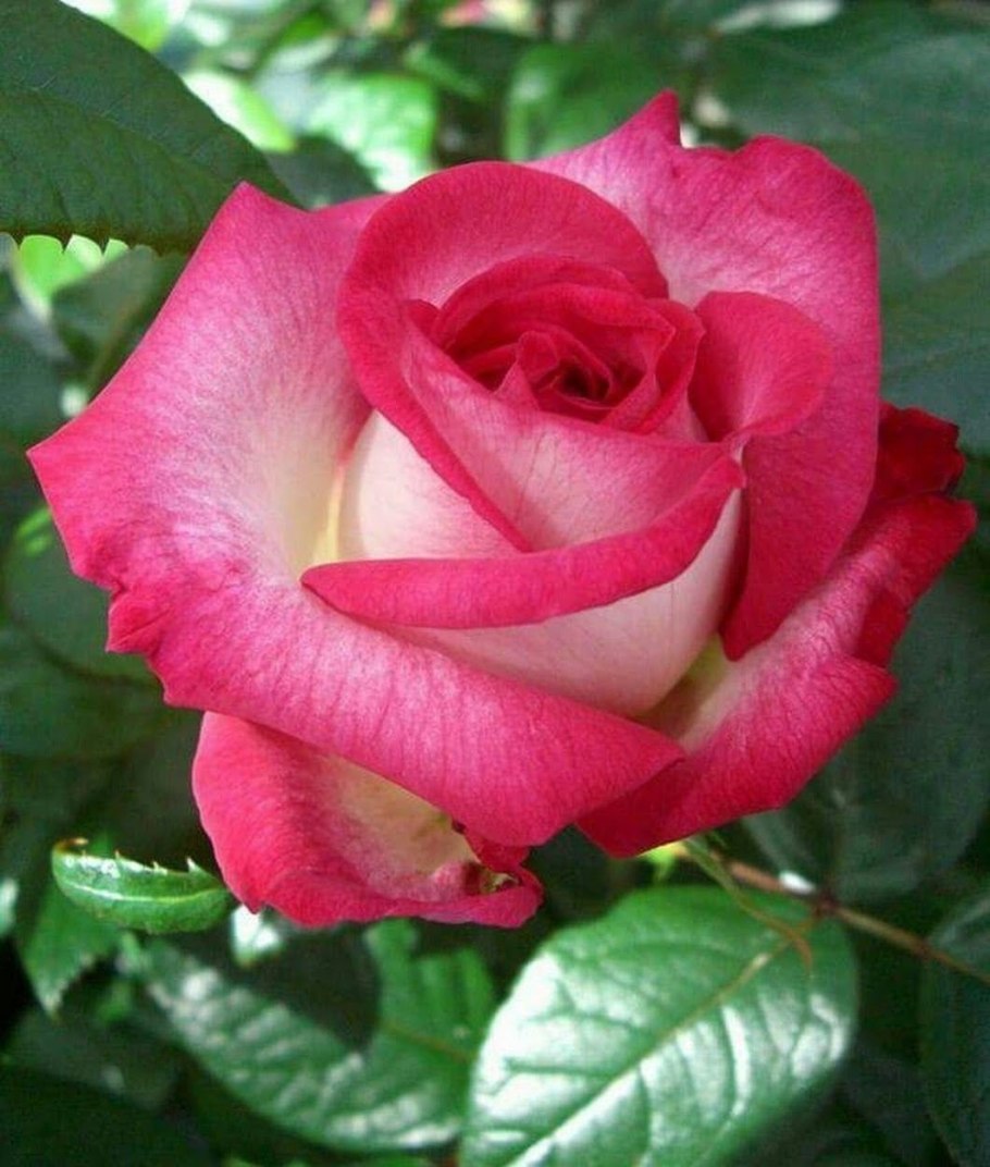 Роза Юлий Цезарь семена Алтая