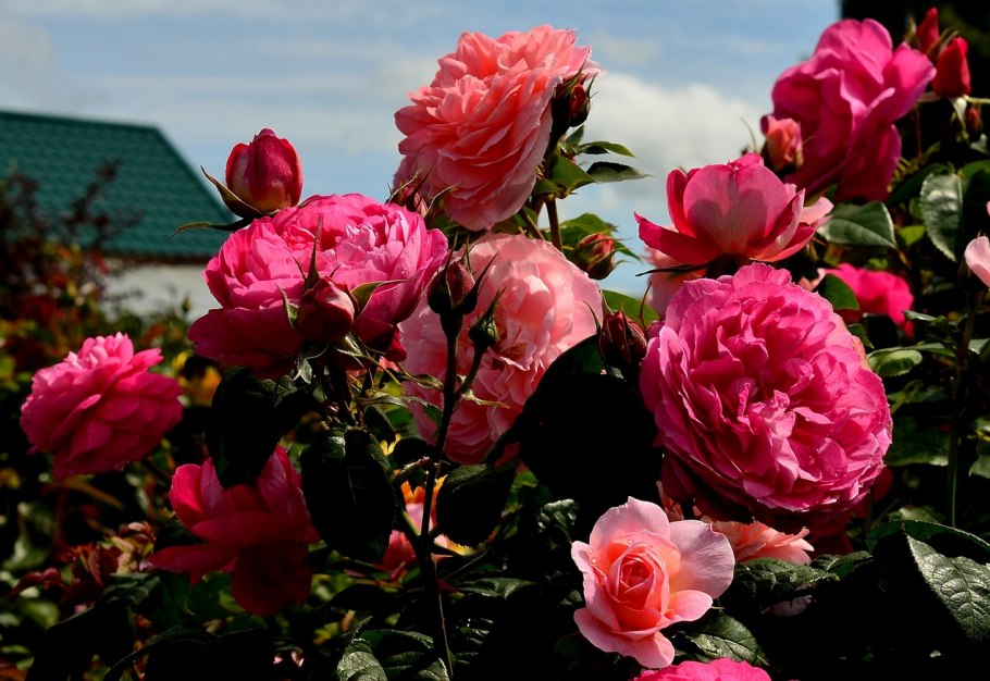 Вязаные розы спицами