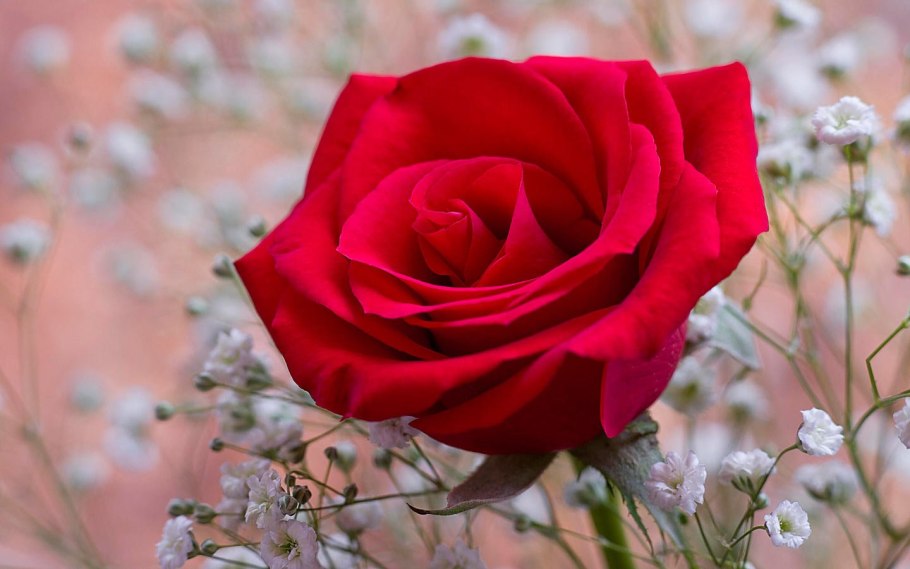 Розочка Автор дизайна Юлия Некрасова