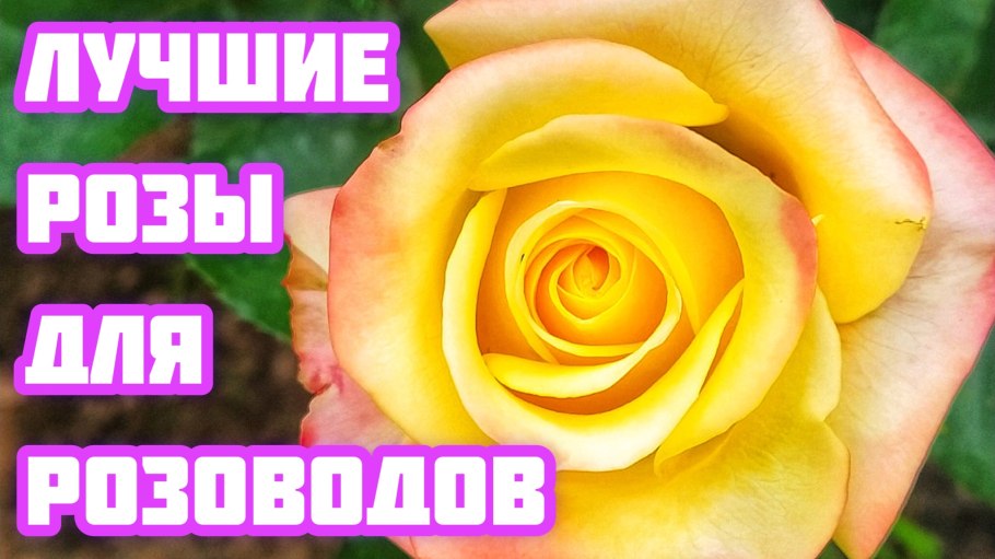 Самый крупный букет роз