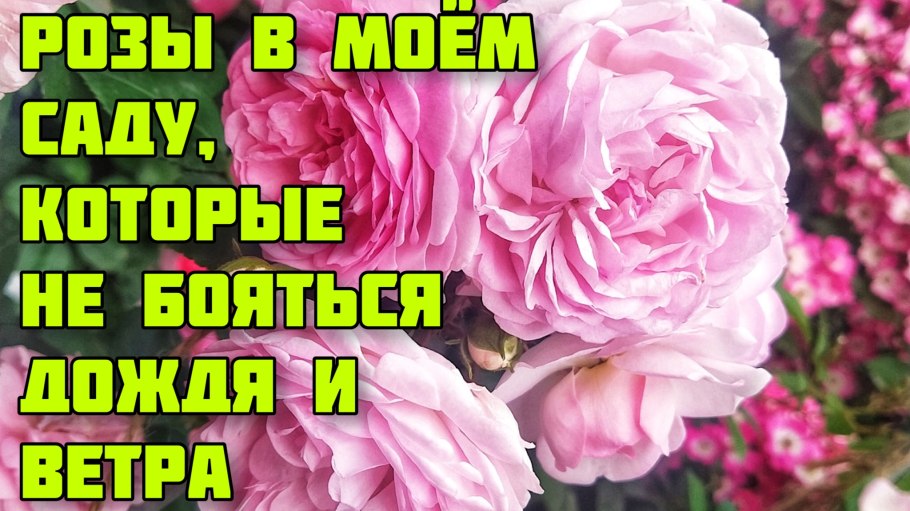 Юлия Росса модель