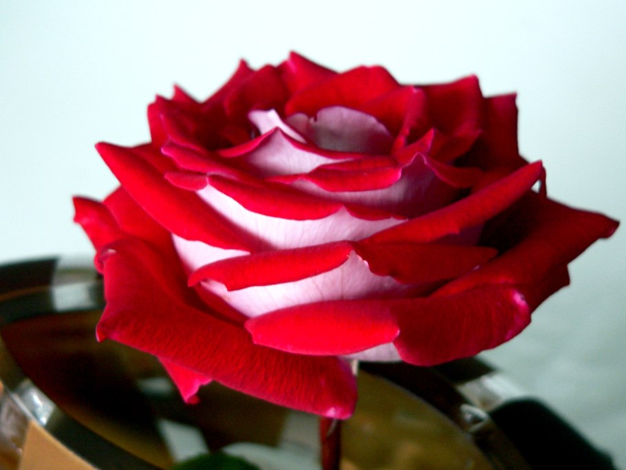 Yulia Dekun погра