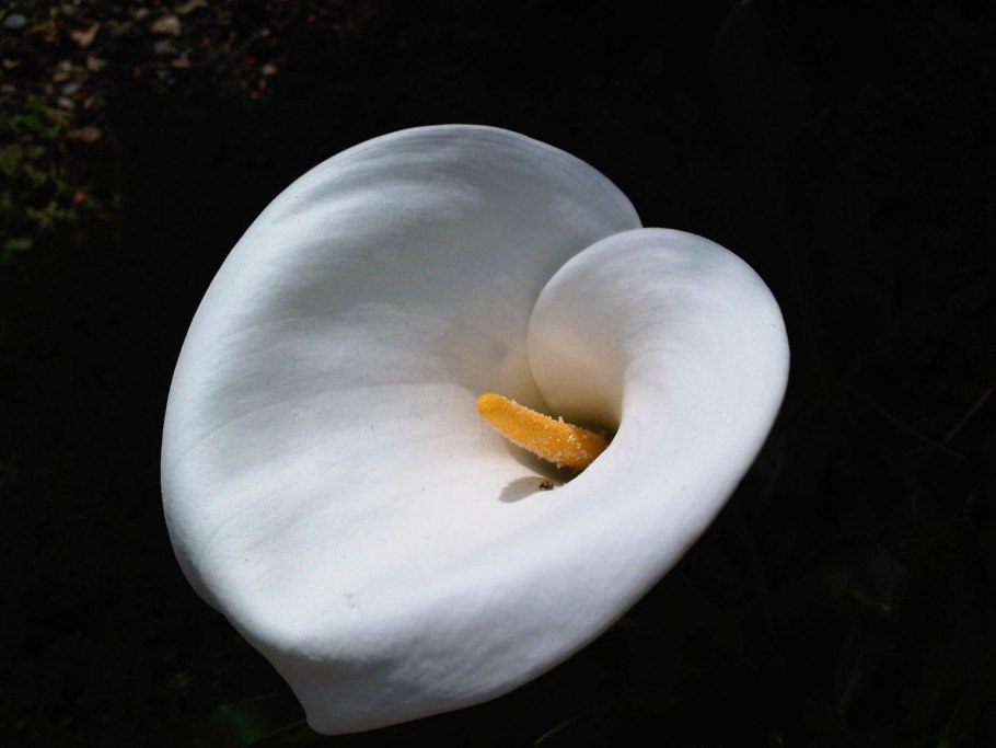 Калла эфиопская (белокрыльник)