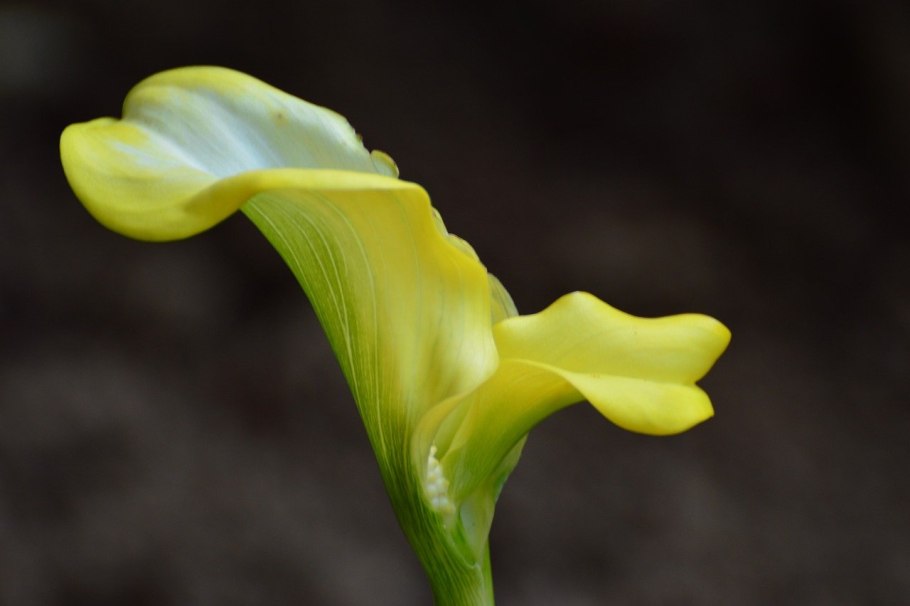 Калла Капитан Одеон