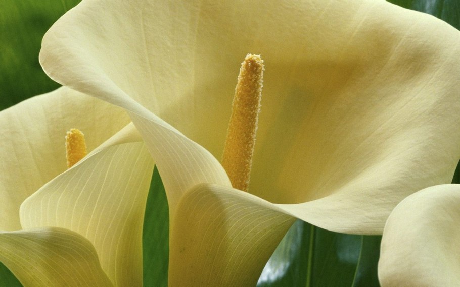 Цветы - белокрыльник (White Calla Lily)