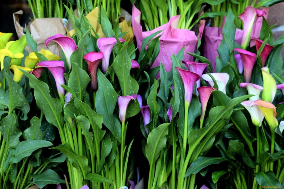 Каллы белокрыльник цветы