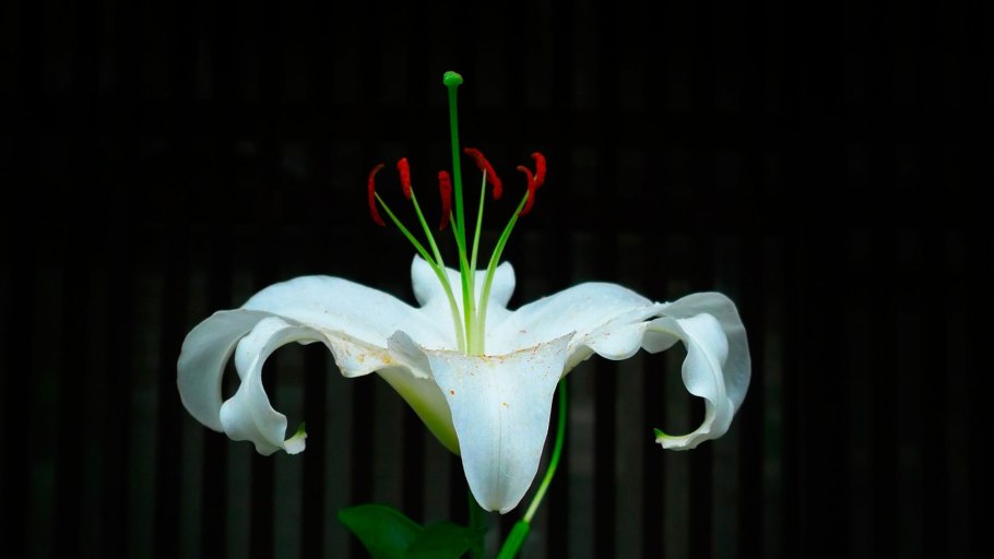 Каллы цветы