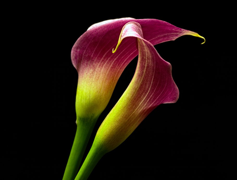 Calla Lily цветок