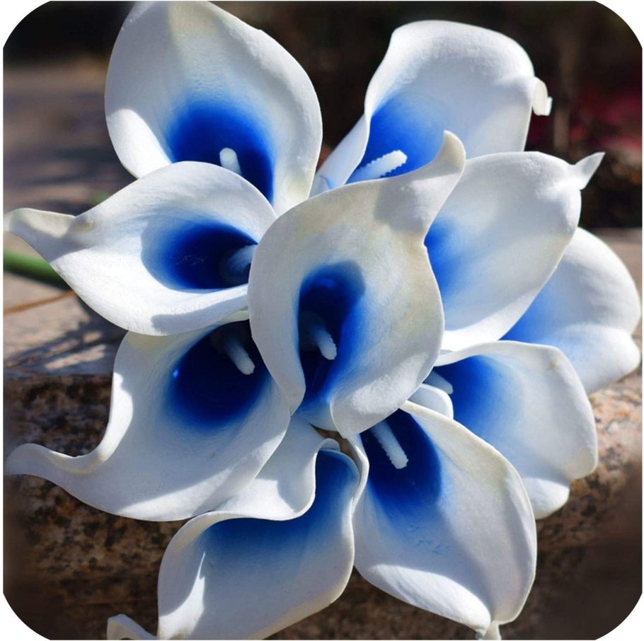 Каллы Эллери Гутьеррес