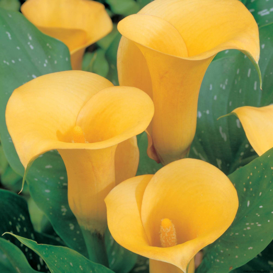 Лилия Калла Геншин Импакт