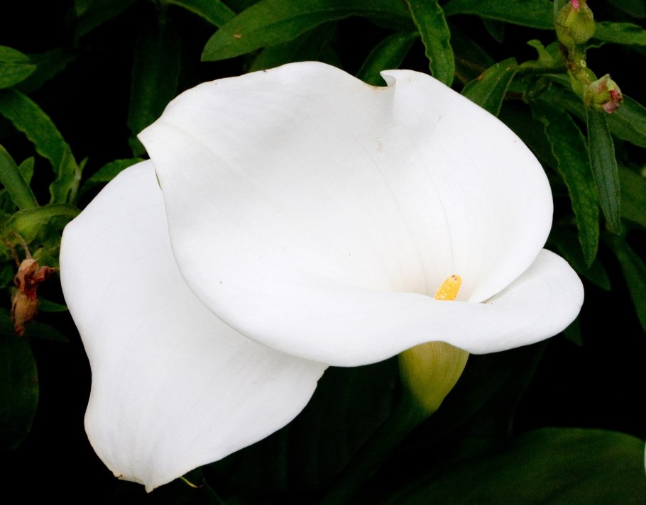 Лилия белокрыльник