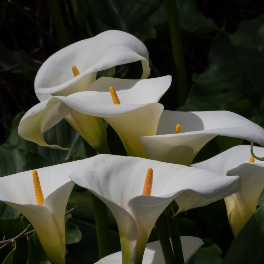 Белокрыльник (Калла)