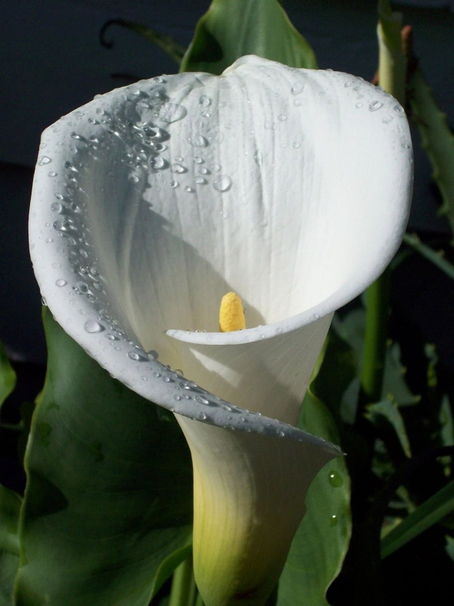 Калла грейп вельвет