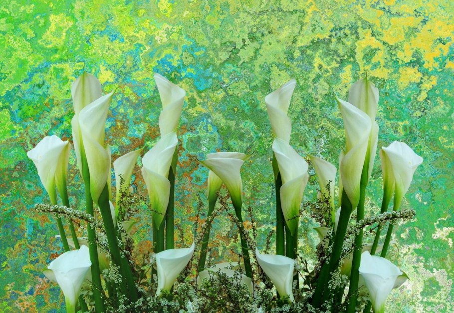 Белые лилии на черном фоне