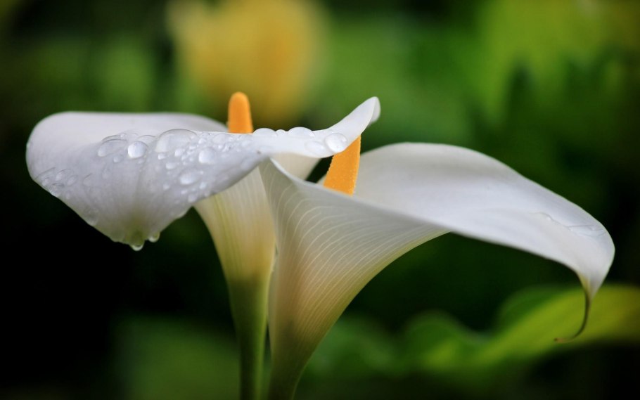 Калла Зантедеския