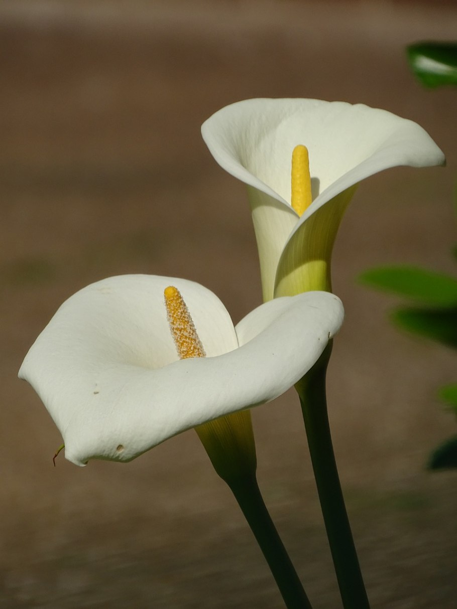 Калла Калла Маджестик ред