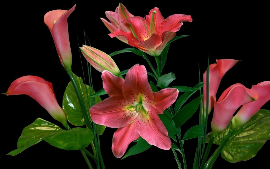 Калла Голд Краун