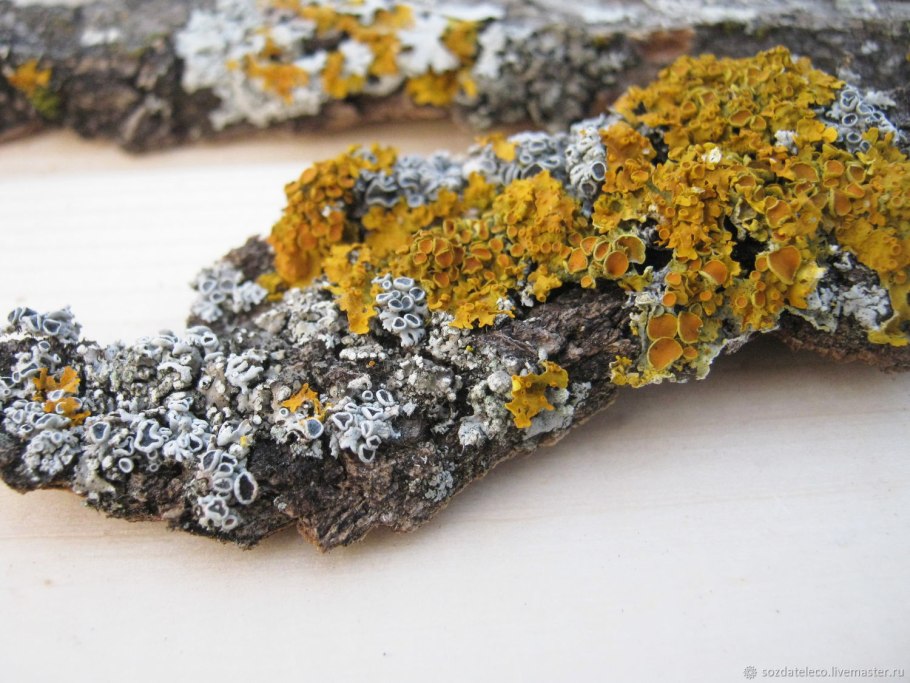 Дизайнерские цветочные горшки