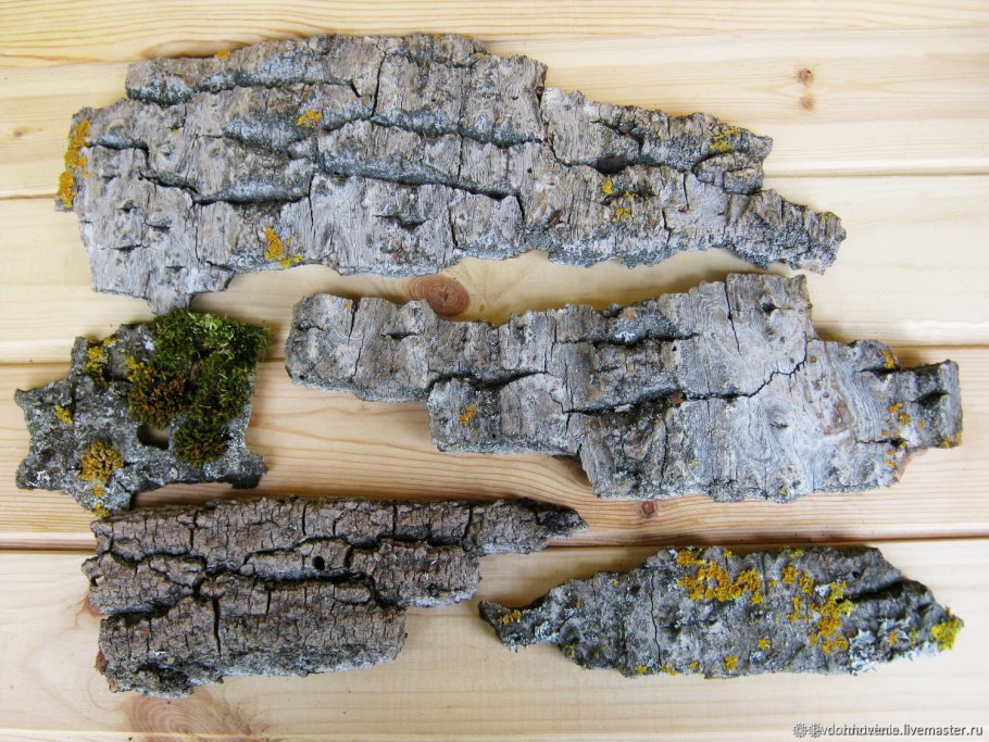 Кусок коры дерева