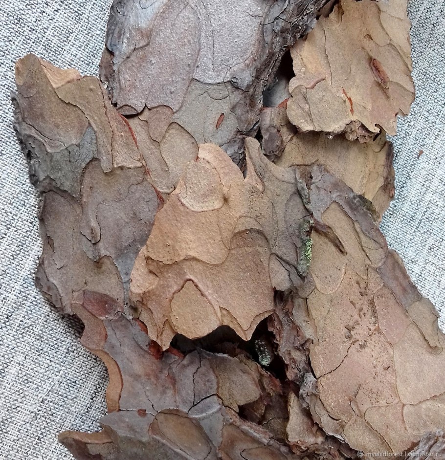Кора сосны кора листвени