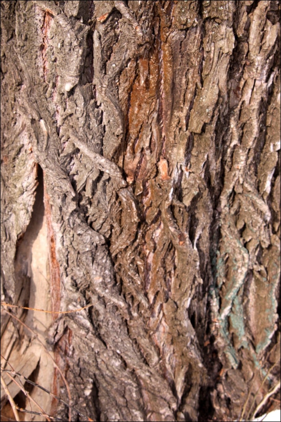 Домик из коряг