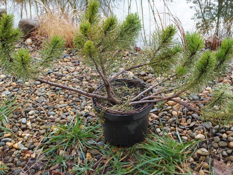 Засохшая сосна Горная